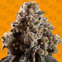 Alien Moonrocks Feminized Seeds cannabis seeds Alien Moonrocks Feminized Seeds