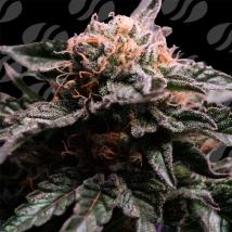 Banana Fumes Feminized Seeds cannabis seeds Banana Fumes Feminized Seeds