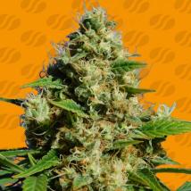 Banana Sherbet Feminized Seeds cannabis seeds Banana Sherbet Feminized Seeds