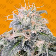 Black Ghost OG Feminized Seeds cannabis seeds Black Ghost OG Feminized Seeds