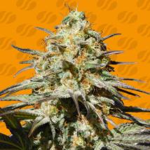 Black Orchid Feminized Seeds cannabis seeds Black Orchid Feminized Seeds