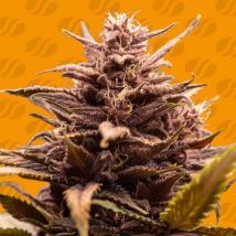 Blackwater Feminized Seeds cannabis seeds Blackwater Feminized Seeds