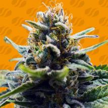 Blue Zushi Feminized Seeds cannabis seeds Blue Zushi Feminized Seeds