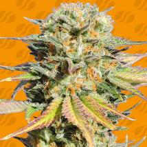 Bruce Banner 3 Feminized Seeds cannabis seeds Bruce Banner 3 Feminized Seeds