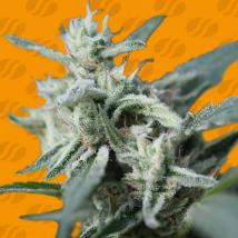 CannaFuel CBD+ Feminized Seeds cannabis seeds CannaFuel CBD+ Feminized Seeds
