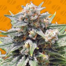 Cheese XXL Feminized Seeds cannabis seeds Cheese XXL Feminized Seeds