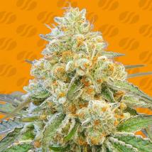 Do Si Dos OG Feminized Seeds cannabis seeds Do Si Dos OG Feminized Seeds
