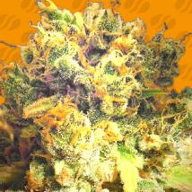 Dr Bruce Banner CBD Feminized Seeds cannabis seeds Dr Bruce Banner CBD Feminized Seeds
