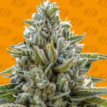 Frosted Guava Feminized Seeds cannabis seeds Frosted Guava Feminized Seeds