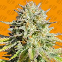GG 4 Original Glue Feminized Seeds cannabis seeds GG 4 Original Glue Feminized Seeds
