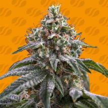 Ghost Train Power Feminized Seeds cannabis seeds Ghost Train Power Feminized Seeds
