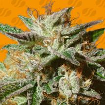 Gorilla Cookies Feminized Seeds cannabis seeds Gorilla Cookies Feminized Seeds
