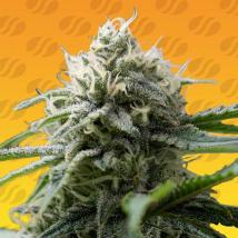 Gorilla Z Fast Feminized Seeds cannabis seeds Gorilla Z Fast Feminized Seeds