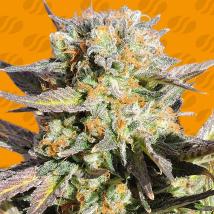 Grandaddy Black Feminized Seeds cannabis seeds Grandaddy Black Feminized Seeds