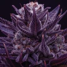 IMPERIUM X Feminized Seeds cannabis seeds IMPERIUM X Feminized Seeds
