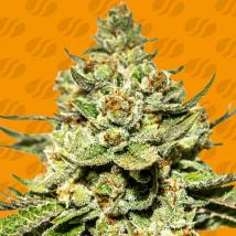 Jungle Lava Feminized Seeds cannabis seeds Jungle Lava Feminized Seeds