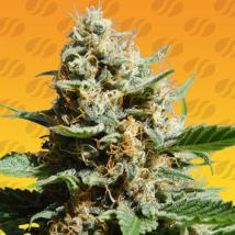 Kush Mintz Fast Feminized Seeds cannabis seeds Kush Mintz Fast Feminized Seeds