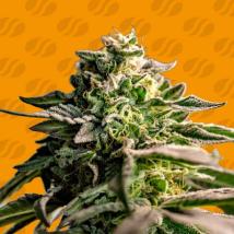 Mango Crack Feminized Seeds cannabis seeds Mango Crack Feminized Seeds