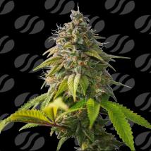 Orange Biscuit Feminized Seeds cannabis seeds Orange Biscuit Feminized Seeds