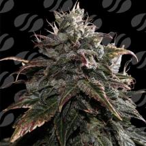 Papaya Stank Feminized Seeds cannabis seeds Papaya Stank Feminized Seeds