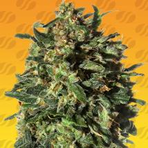 Peanut Butter Fast Feminized Seeds cannabis seeds Peanut Butter Fast Feminized Seeds