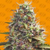 Pellezino Cookies Feminized Seeds