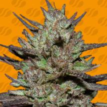 Pink Rozay Feminized Seeds cannabis seeds Pink Rozay Feminized Seeds