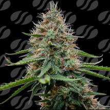 Poison Cookies Feminized Seeds cannabis seeds Poison Cookies Feminized Seeds