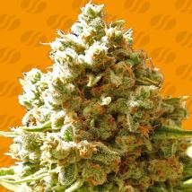Pure Kush Feminized Seeds cannabis seeds Pure Kush Feminized Seeds