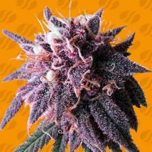 Purple Haze Feminized Seeds cannabis seeds Purple Haze Feminized Seeds