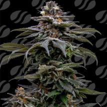Purple Overload Feminized Seeds cannabis seeds Purple Overload Feminized Seeds