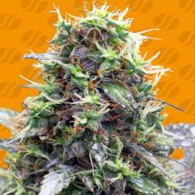 Sherbet Moonrocks Feminized Seeds cannabis seeds Sherbet Moonrocks Feminized Seeds