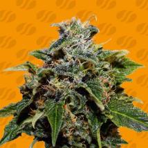 Skunk Feminized Seeds cannabis seeds Skunk Feminized Seeds