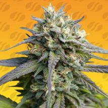 Strawberry Banana Fast Feminized Seeds cannabis seeds Strawberry Banana Fast Feminized Seeds