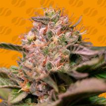 Trop Cherry Feminized Seeds cannabis seeds Trop Cherry Feminized Seeds