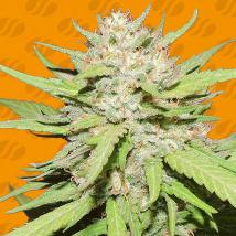 Wedding Cake Feminized Seeds cannabis seeds Wedding Cake Feminized Seeds