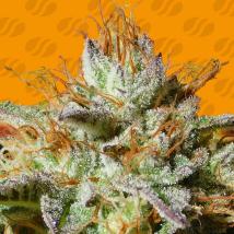 Wedding Cookies Feminized Seeds cannabis seeds Wedding Cookies Feminized Seeds