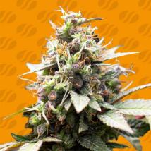 White Raspberry Truffle Feminized Seeds cannabis seeds White Raspberry Truffle Feminized Seeds