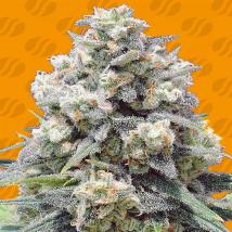 White Widow + Feminized Seeds cannabis seeds White Widow + Feminized Seeds