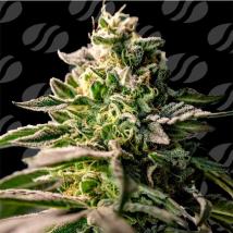 Zingatsu Feminized Seeds cannabis seeds Zingatsu Feminized Seeds